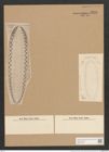 Surirella robusta Ehr. (de-Toni-Nr.: Genus 53, Species 2233) Zeichnungen Sammlung Grunow Nr. 4646 (NHMW-BOT-W0372706)